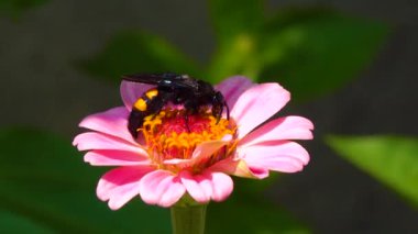 Wasp (Scolia hirta) collects nectar from blooming flowers