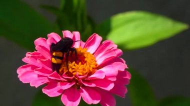 Wasp (Scolia hirta) collects nectar from blooming flowers