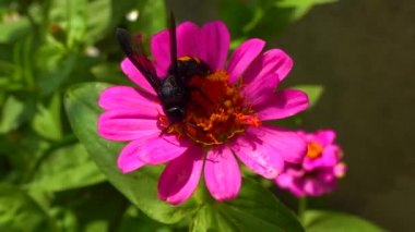Wasp (Scolia hirta) collects nectar from blooming flowers