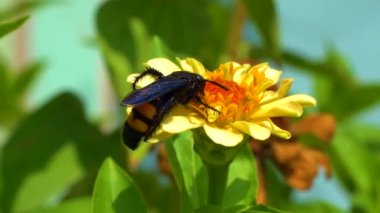Wasp (Scolia hirta) collects nectar from blooming flowers