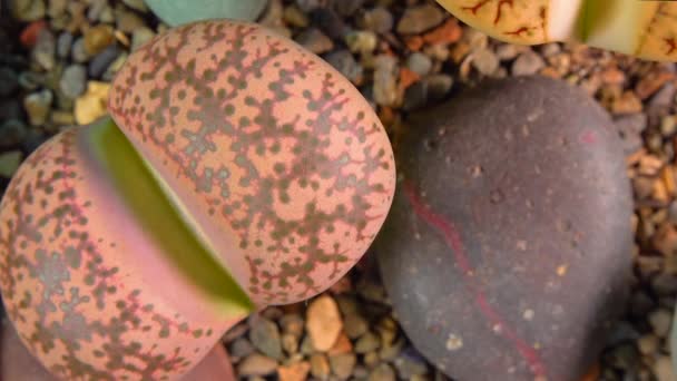 Mesembs Lithops Coleorum South African Plant Namibia Botanical Collection Supersucculent — Stock Video
