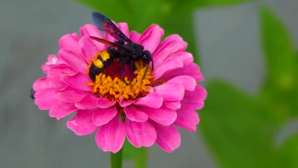 Wasp Scolia Hirta Collects Nectar Blooming Flowers — Video Stock