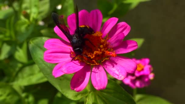 Wasp Scolia Hirta Collects Nectar Blooming Flowers — Stock video