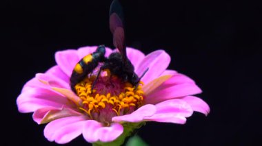 Wasp (Scolia hirta) collects nectar from blooming flowers