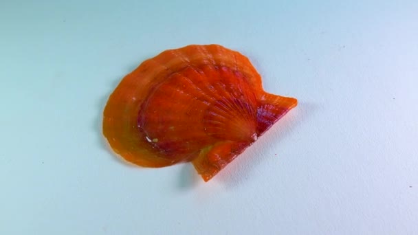 Mollusk Scallop Flexopecten Ponticus Black Sea — стокове відео