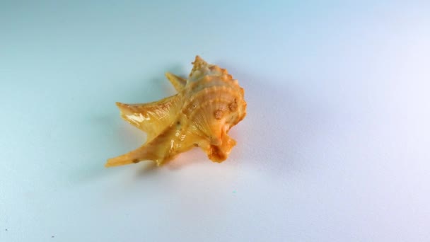 Πόδι Πελεκάνου Aporrhais Pespelecani Θαλάσσιο Γαστερόποδο Μαλακίων Της Οικογένειας Aporrhaidae — Αρχείο Βίντεο