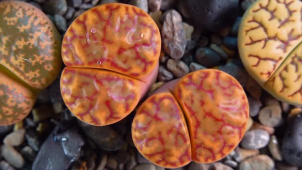 Mesembs Lithops Bromfeldii South African Plant Namibia Botanical Collection Supersucculent — Vídeo de Stock