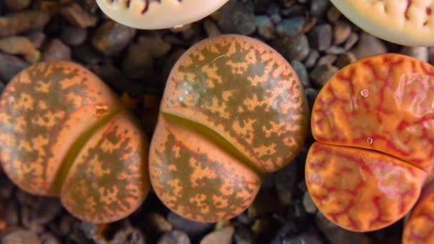 Месембс Lithops Coleorum Південно Африканська Рослина Намібії Ботанічній Колекції Супер — стокове відео
