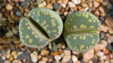 Mesembs (Lithops otzeniana) South African plant from Namibia in the botanical collection of supersucculent plants