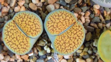 Mesembs (Lithops verruculosa) South African plant from Namibia in the botanical collection of supersucculent plants