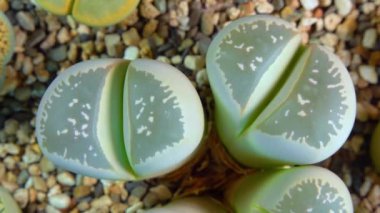 Mesembs (Lithops olivacea) South African plant from Namibia in the botanical collection of supersucculent plants