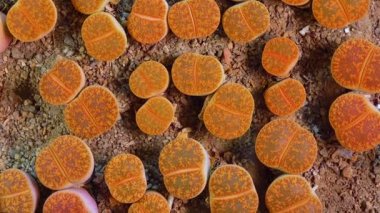 Mesembs (Lithops aucampiae) South African plant from Namibia in the botanical collection of supersucculent plants