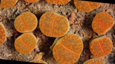 Mesembs (Lithops aucampiae) South African plant from Namibia in the botanical collection of supersucculent plants