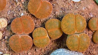 Mesembs (Lithops aucampiae) South African plant from Namibia in the botanical collection of supersucculent plants