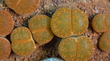 Mesembs (Lithops lesliei) South African plant from Namibia in the botanical collection of supersucculent plants