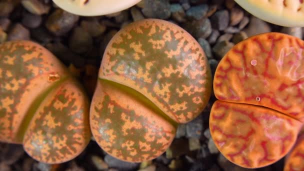Mesembs Lithops Coleorum South African Plant Namibia Botanical Collection Supersucculent — Stok video