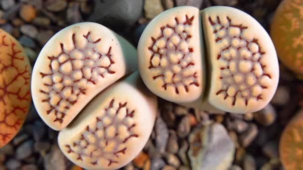 Mesembs Lithops Bromfeldii Var Mennellii South African Plant Namibia Botanical — Wideo stockowe