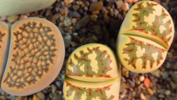 Mesembs Lithops South African Plant Namibia Botanical Collection Supersucculent Plants — Vídeo de stock