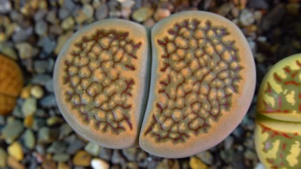 Mesembs Lithops Halii South African Plant Namibia Botanical Collection Supersucculent — Stock video