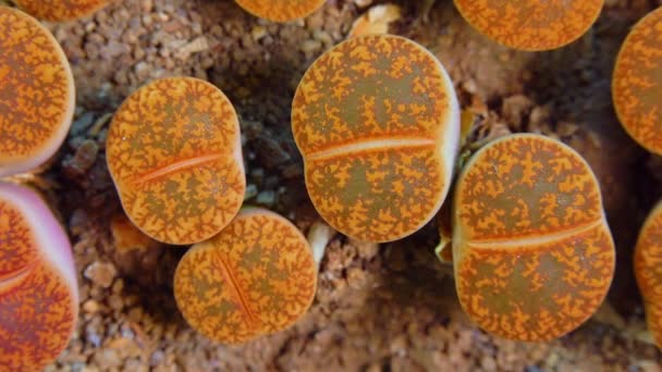 Mesembs Lithops Aucampiae South African Plant Namibia Botanical Collection Supersucculent — Stok video