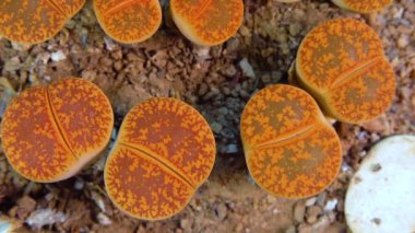Mesembs (Lithops aucampiae) South African plant from Namibia in the botanical collection of supersucculent plants