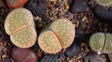 Mesembs (Lithops verruculosa) South African plant from Namibia in the botanical collection of supersucculent plants
