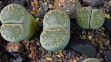 Mesembs (Lithops salicola) South African plant from Namibia in the botanical collection of supersucculent plants