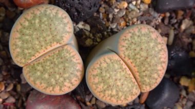 Mesembs (Lithops verruculosa) South African plant from Namibia in the botanical collection of supersucculent plants