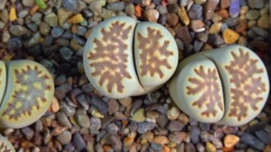 Mesembs (Lithops julii) South African plant from Namibia in the botanical collection of supersucculent plants