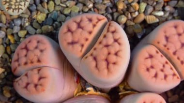Mesembs (Lithops karasmontana) South African plant from Namibia in the botanical collection of supersucculent plants