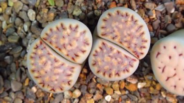 Mesembs (Lithops julii) South African plant from Namibia in the botanical collection of supersucculent plants