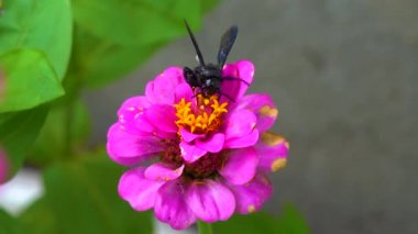 Wasp (Scolia hirta) collects nectar from blooming flowers