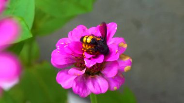 Wasp (Scolia hirta) collects nectar from blooming flowers