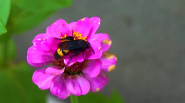 Wasp (Scolia hirta) collects nectar from blooming flowers