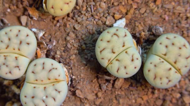 Mesembs Lithops Karasmontana South African Plant Namibia Botanical Collection Supersucculent — Stok video