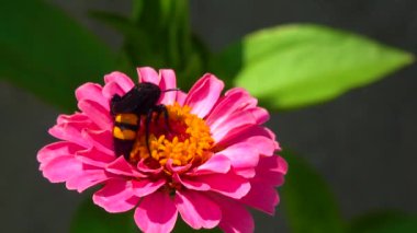 Wasp (Scolia hirta) collects nectar from blooming flowers