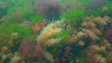 Colonies of Bell Hydroid (Obelia dichotoma) among seaweed at the bottom in the Black Sea