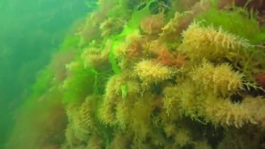 Colonies of Bell Hydroid (Obelia dichotoma) among seaweed at the bottom in the Black Sea