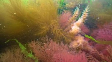 Colonies of Bell Hydroid (Obelia dichotoma) among seaweed at the bottom in the Black Sea