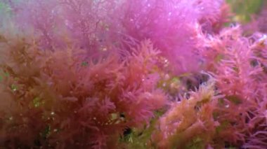 Red and green algae grow on rocks at the bottom in the Black Sea