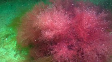Red and green algae grow on rocks at the bottom in the Black Sea