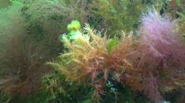 Red and green algae grow on rocks at the bottom in the Black Sea