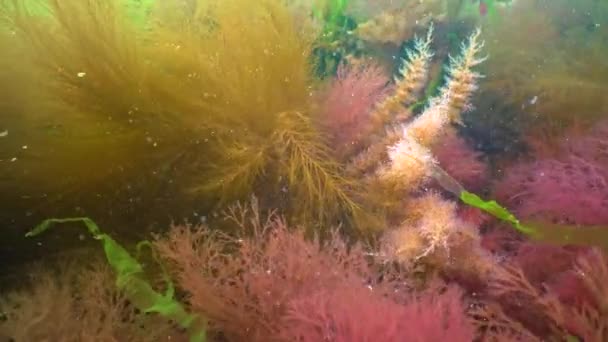 Colonies Bell Hydroid Obelia Dichotoma Seaweed Bottom Black Sea — Stockvideo