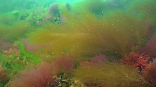 Desmarestia Viridis Enteromorpha Intestinalis Ulva Lactuca Sea Algae Bottom Black — Stockvideo