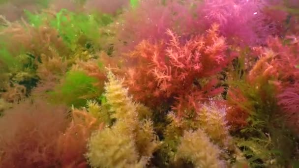 Red Green Algae Grow Rocks Bottom Black Sea — Video