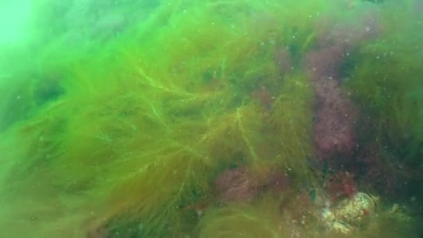 Desmarestia Viridis Enteromorpha Intestinalis Ulva Lactuca Sea Algae Bottom Black — Vídeo de Stock