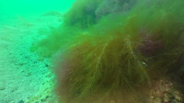 Desmarestia Viridis Enteromorpha Intestinalis Ulva Lactuca Sea Algae Bottom Black — Stock Video