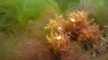Red and green algae grow on rocks at the bottom in the Black Sea