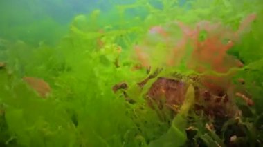 The five-spotted wrasse (Symphodus roissali), fish hides in thickets of algae in the Black Sea