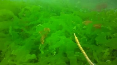 Black-striped pipefish (Syngnathus abaster) in the thickets of green seaweed, Black Sea